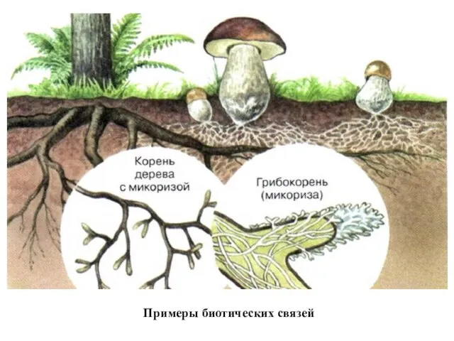 Примеры биотических связей