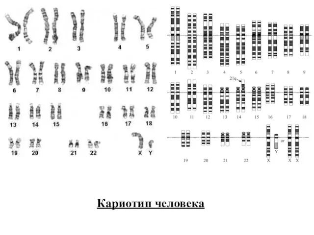 Кариотип человека