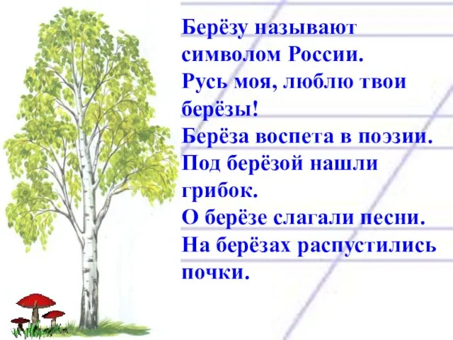 Берёзу называют символом России. Русь моя, люблю твои берёзы! Берёза воспета