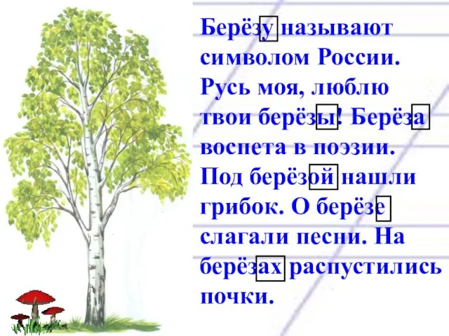 Берёзу называют символом России. Русь моя, люблю твои берёзы! Берёза воспета