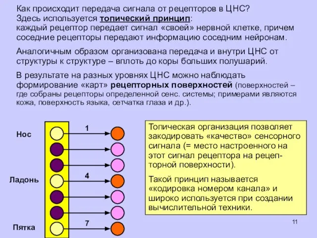 Как происходит передача сигнала от рецепторов в ЦНС? Здесь используется топический