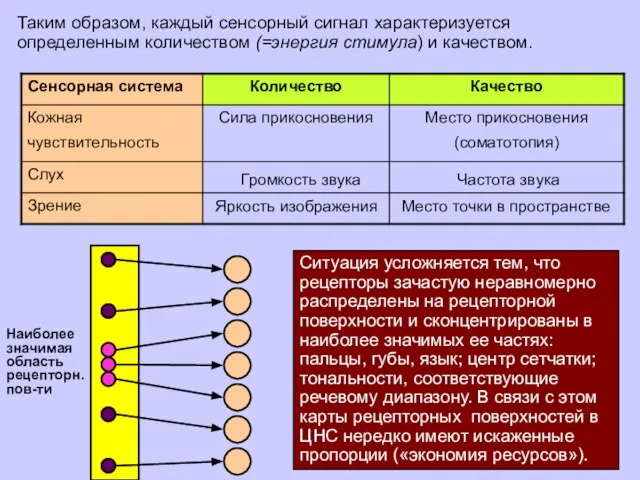 Таким образом, каждый сенсорный сигнал характеризуется определенным количеством (=энергия стимула) и