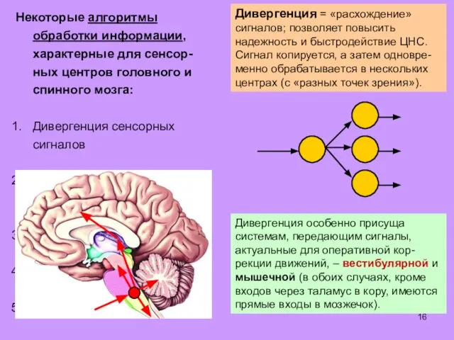 Некоторые алгоритмы обработки информации, характерные для сенсор- ных центров головного и