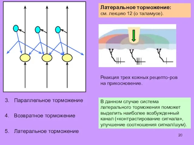 Некоторые алгоритмы обработки информации, характерные для сенсор- ных центров головного и