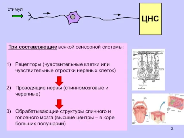 Три составляющие всякой сенсорной системы: Рецепторы (чувствительные клетки или чувствительные отростки