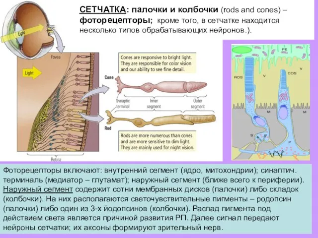 СЕТЧАТКА: палочки и колбочки (rods and cones) – фоторецепторы; кроме того,