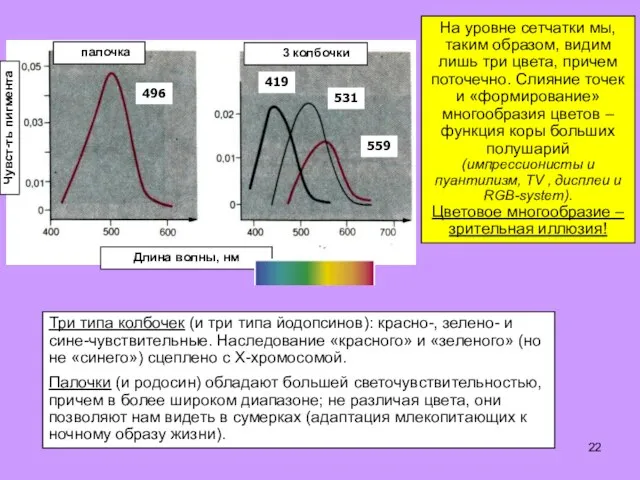 Три типа колбочек (и три типа йодопсинов): красно-, зелено- и сине-чувствительные.