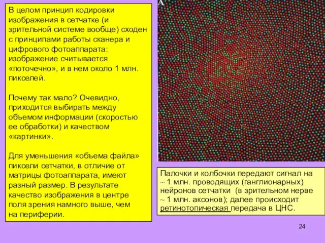 Палочки и колбочки передают сигнал на ~ 1 млн. проводящих (ганглионарных)