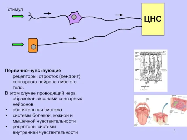 стимул Первично-чувствующие рецепторы: отросток (дендрит) сенсорного нейрона либо его тело. В