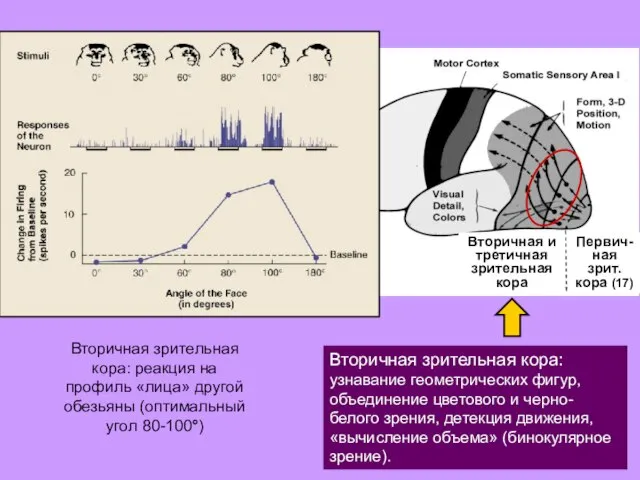 Первич- ная зрит. кора (17) Вторичная и третичная зрительная кора Вторичная