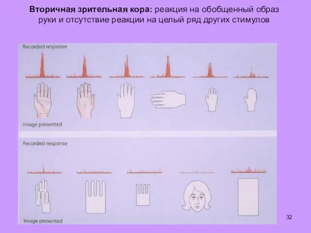 Вторичная зрительная кора: реакция на обобщенный образ руки и отсутствие реакции на целый ряд других стимулов