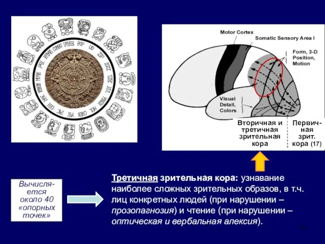 Первич- ная зрит. кора (17) Вторичная и третичная зрительная кора Третичная