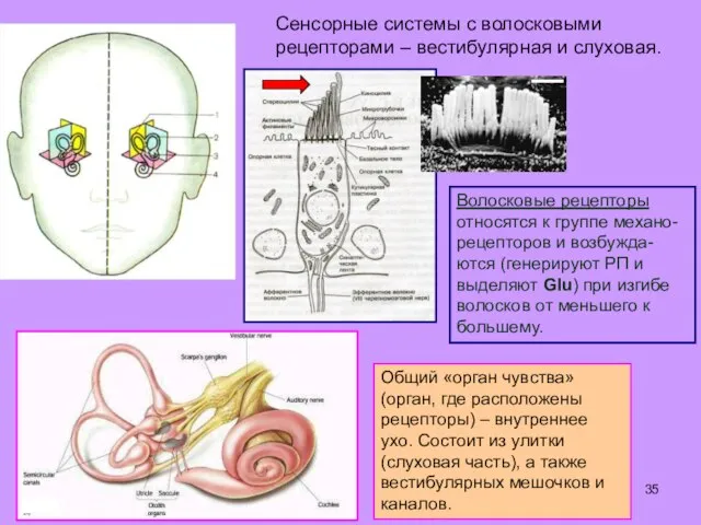 Общий «орган чувства» (орган, где расположены рецепторы) – внутреннее ухо. Состоит