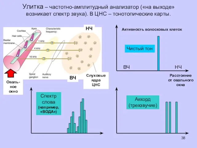 Улитка – частотно-амплитудный анализатор («на выходе» возникает спектр звука). В ЦНС