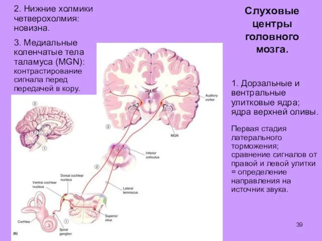 Слуховые центры головного мозга. 1. Дорзальные и вентральные улитковые ядра; ядра