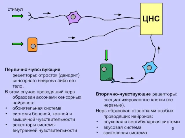 стимул Первично-чувствующие рецепторы: отросток (дендрит) сенсорного нейрона либо его тело. В