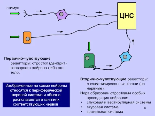 стимул Первично-чувствующие рецепторы: отросток (дендрит) сенсорного нейрона либо его тело. ЦНС