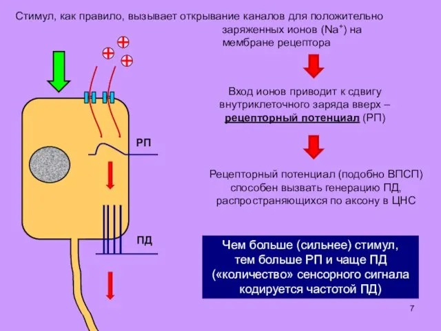 Стимул, как правило, вызывает открывание каналов для положительно заряженных ионов (Na+)