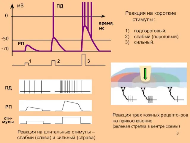 время, мс 0 -50 -70 1 2 3 подпороговый; слабый (пороговый);