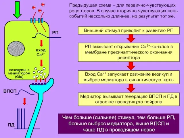 Предыдущая схема – для первично-чувствующих рецепторов. В случае вторично-чувствующих цепь событий