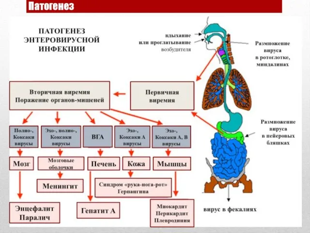 Патогенез