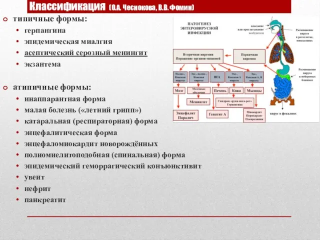 Классификация (О.А. Чеснокова, В.В. Фомин) типичные формы: герпангина эпидемическая миалгия асептический