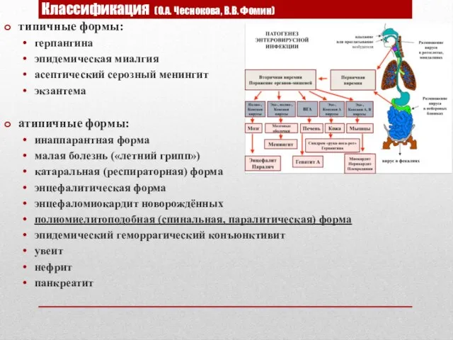 Классификация (О.А. Чеснокова, В.В. Фомин) типичные формы: герпангина эпидемическая миалгия асептический