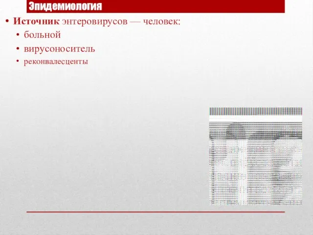 Эпидемиология Источник энтеровирусов — человек: больной вирусоноситель реконвалесценты