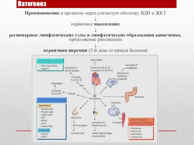 Патогенез Проникновение в организм через слизистую оболочку ВДП и ЖКТ ↓