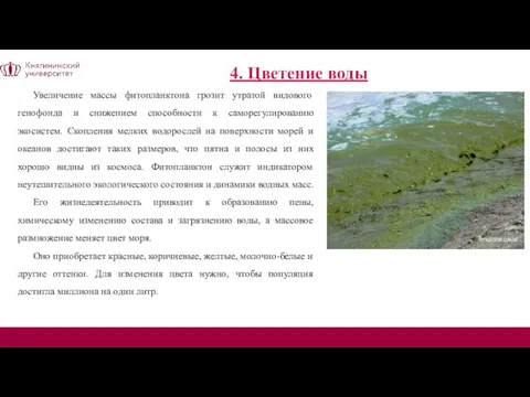 4. Цветение воды Увеличение массы фитопланктона грозит утратой видового генофонда и