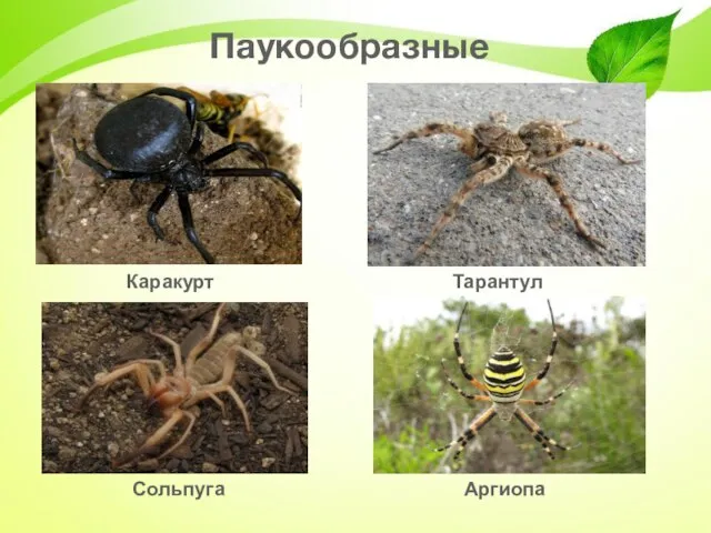 Паукообразные Каракурт Тарантул Сольпуга Аргиопа