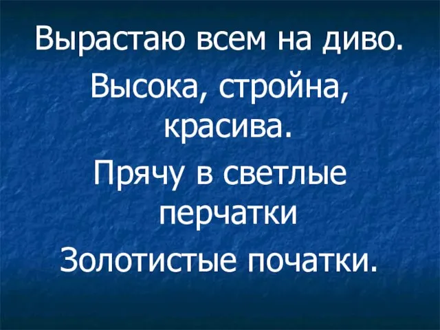 Вырастаю всем на диво. Высока, стройна, красива. Прячу в светлые перчатки Золотистые початки.