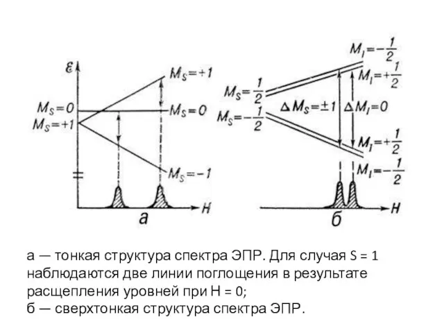 а — тонкая структура спектра ЭПР. Для случая S = 1