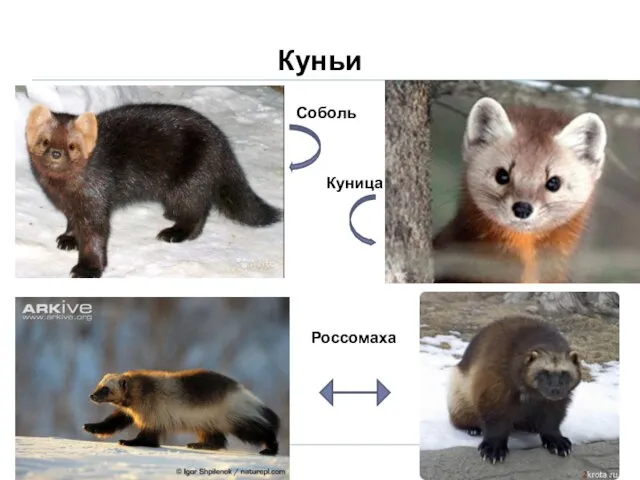 Куньи Соболь Куница Россомаха