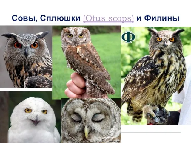 Совы, Сплюшки (Otus scops) и Филины