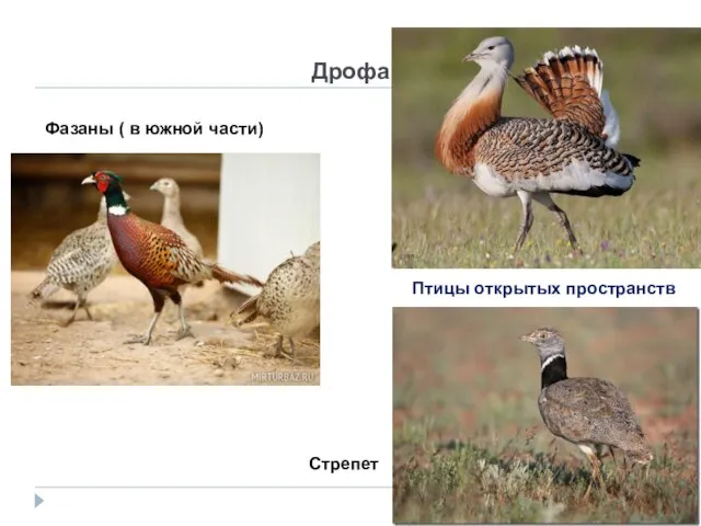 Дрофа Фазаны ( в южной части) Стрепет Птицы открытых пространств