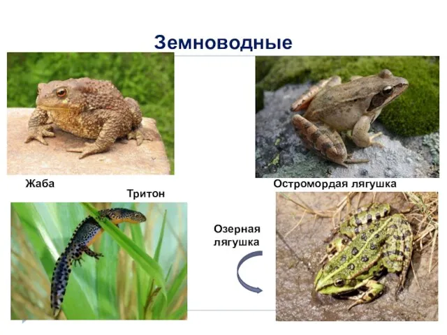 Земноводные Жаба Тритон Остромордая лягушка Озерная лягушка