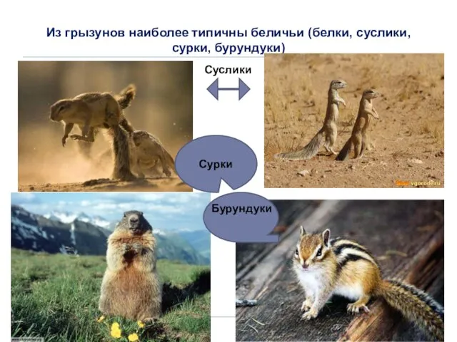 Из грызунов наиболее типичны беличьи (белки, суслики, сурки, бурундуки) Суслики Бурундуки Сурки