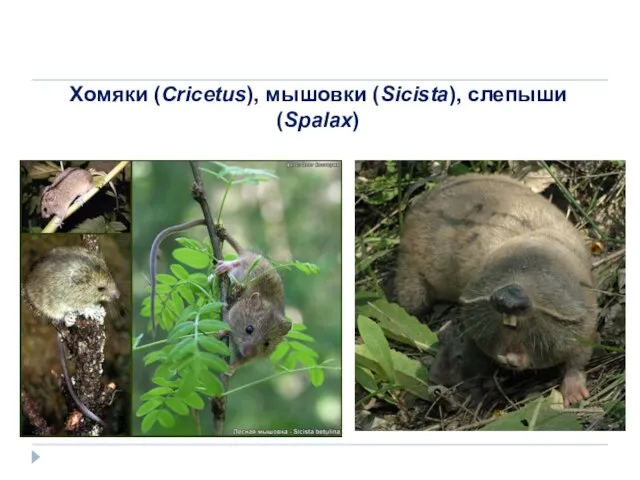 Хомяки (Cricetus), мышовки (Sicista), слепыши (Spalax)