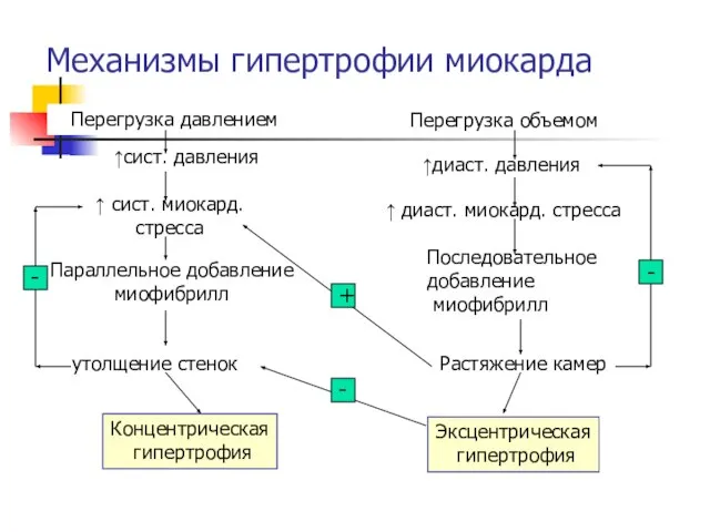 Механизмы гипертрофии миокарда Перегрузка давлением Перегрузка объемом ↑сист. давления ↑диаст. давления