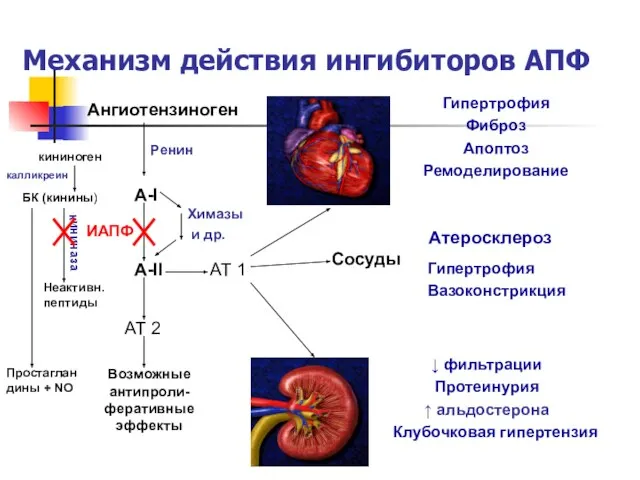 Механизм действия ингибиторов АПФ Ангиотензиноген Ренин А-I А-II Химазы и др.