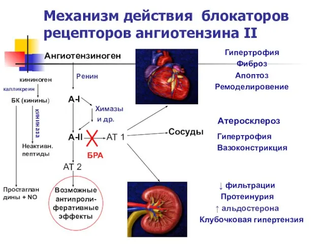 Механизм действия блокаторов рецепторов ангиотензина II Ангиотензиноген Ренин А-I А-II Химазы