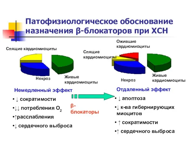 Патофизиологическое обоснование назначения β-блокаторов при ХСН Живые кардиомиоциты Ожившие кардиомиоциты Спящие