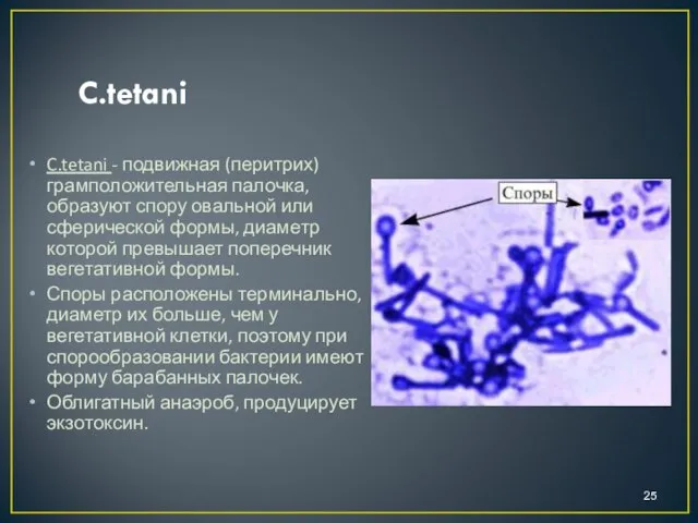 C.tetani C.tetani - подвижная (перитрих) грамположительная палочка, образуют спору овальной или