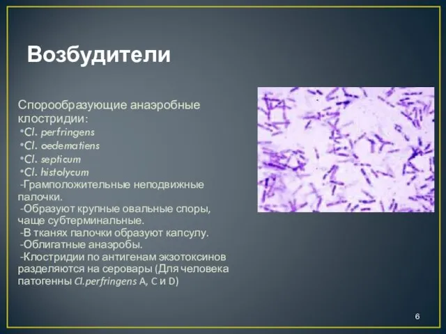 Возбудители Спорообразующие анаэробные клостридии: Cl. perfringens Cl. oedematiens Cl. septicum Cl.