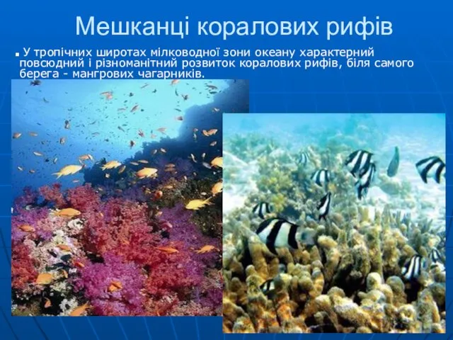 Мешканці коралових рифів У тропічних широтах мілководної зони океану характерний повсюдний