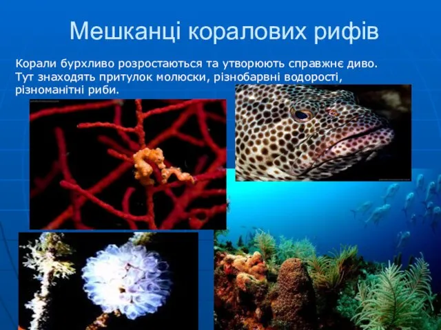 Мешканці коралових рифів Корали бурхливо розростаються та утворюють справжнє диво. Тут