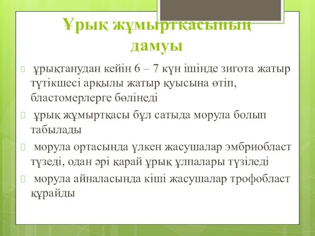 Ұрық жұмыртқасының дамуы ұрықтанудан кейін 6 – 7 күн ішінде зигота