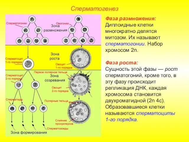 Сперматогенез Фаза размножения: Диплоидные клетки многократно делятся митозом. Их называют сперматогонии.