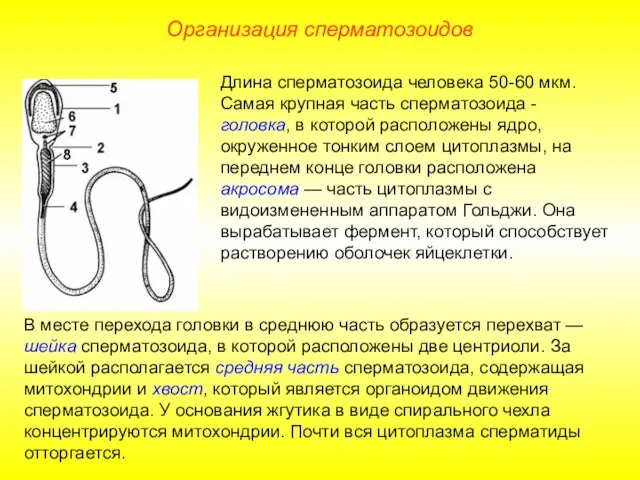 Организация сперматозоидов Длина сперматозоида человека 50-60 мкм. Самая крупная часть сперматозоида